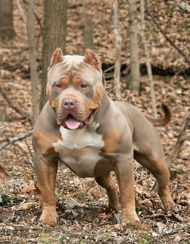 Dog Featured Image
