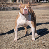 Txbak’s Exile