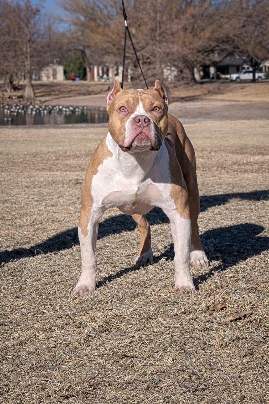 Dog Featured Image