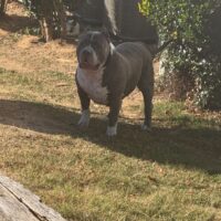 P.O.B’s Koba