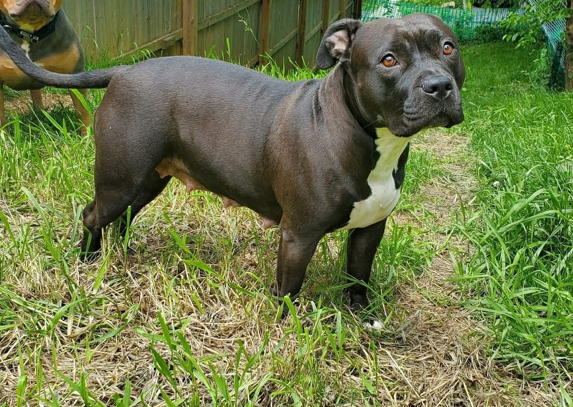 Dog Featured Image