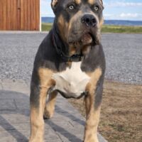 pin-up Bullies Stetson