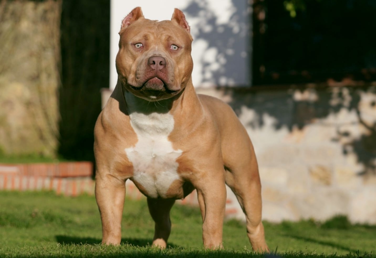 Dog Featured Image