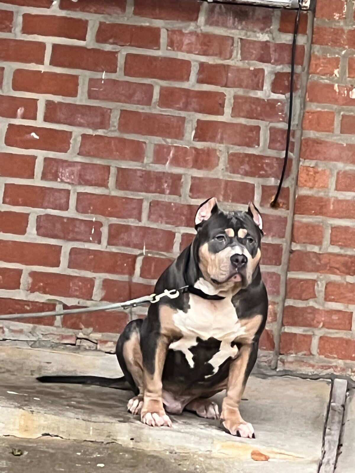 Dog Featured Image