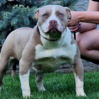 KPN Bully’s Kora