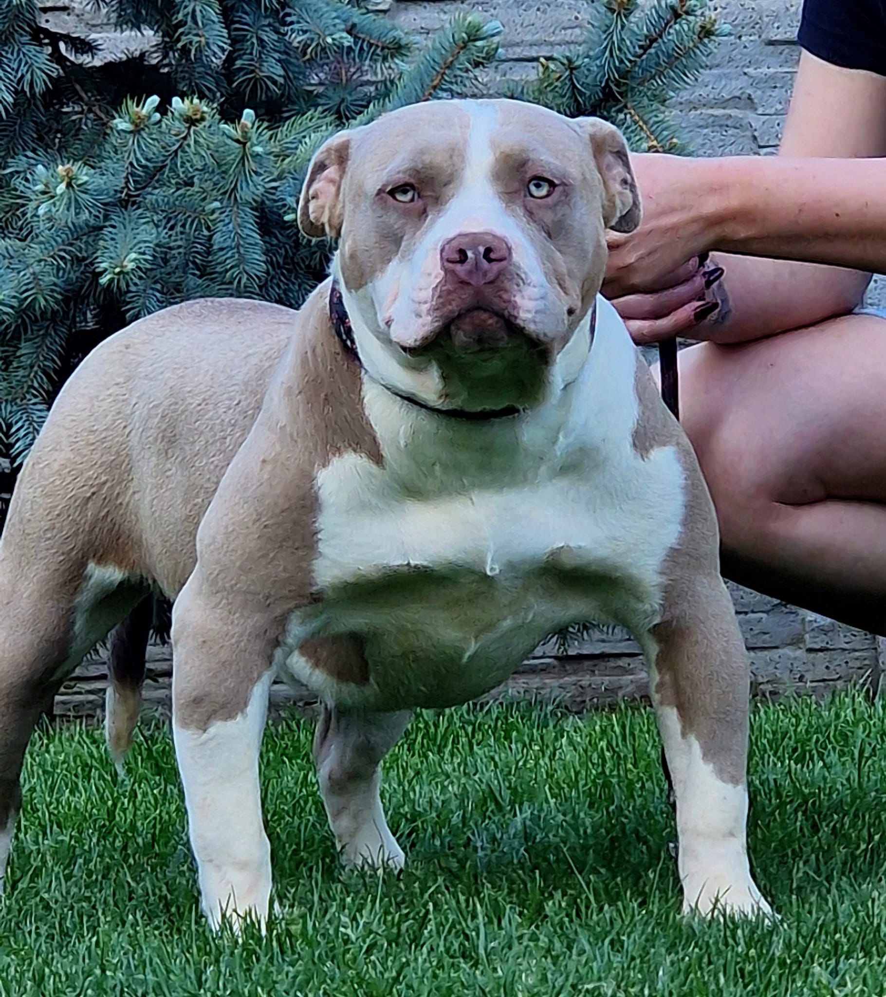 Dog Featured Image