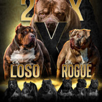 ABKC CH ROGUE x CH LOSO