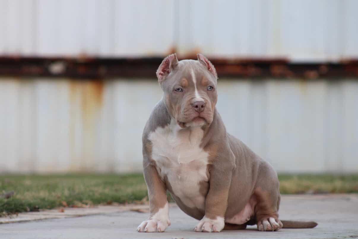 Dog Featured Image
