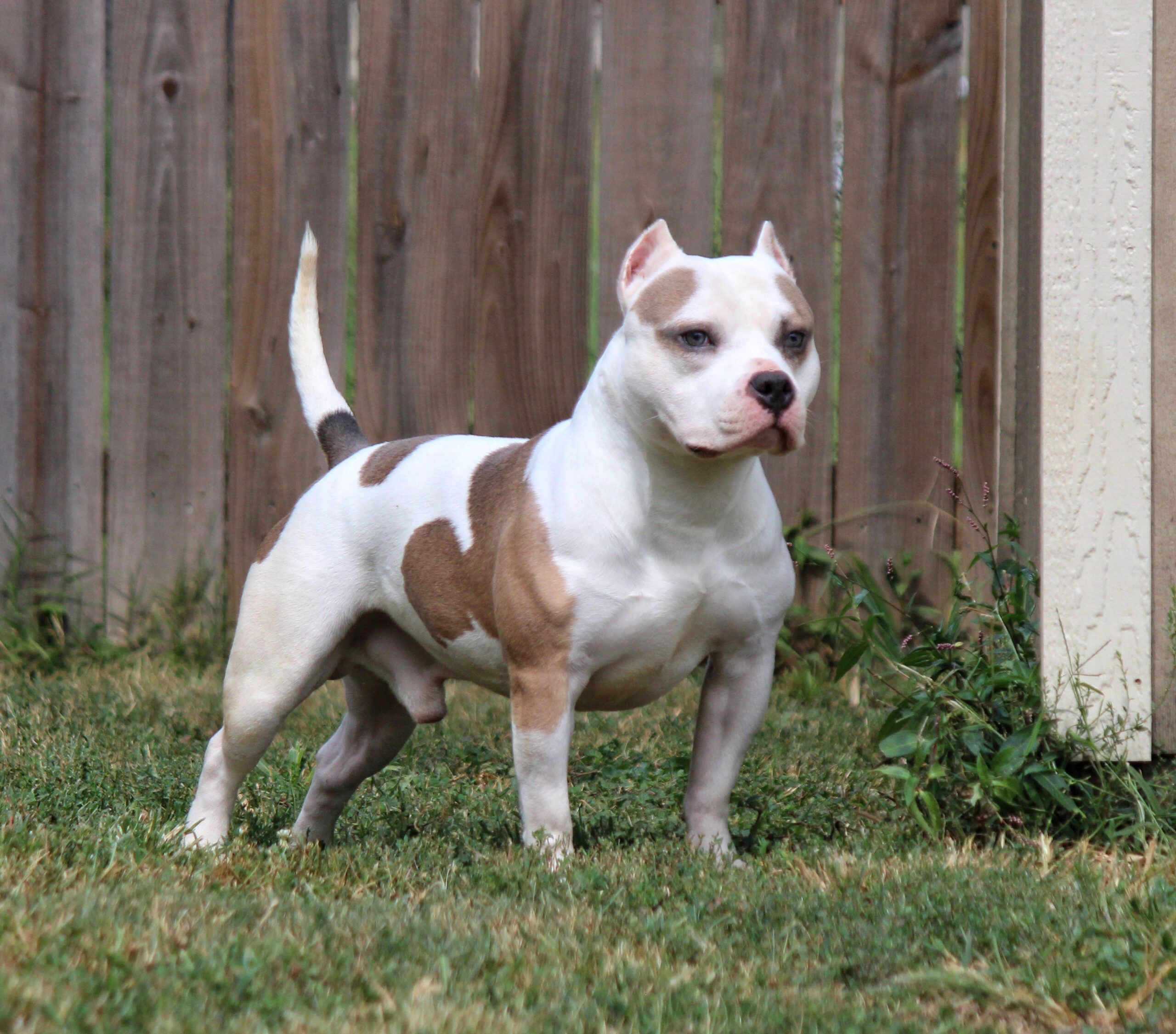 Dog Featured Image