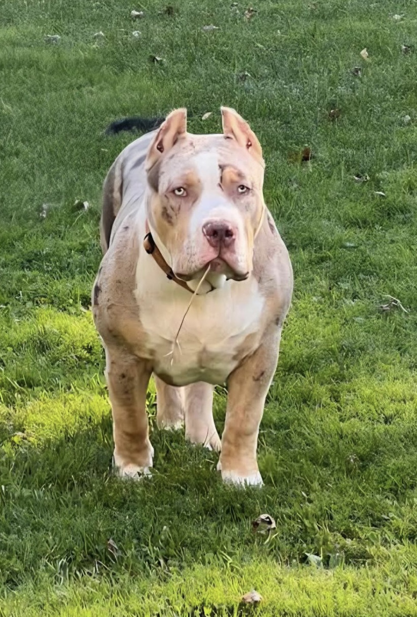 Dog Featured Image