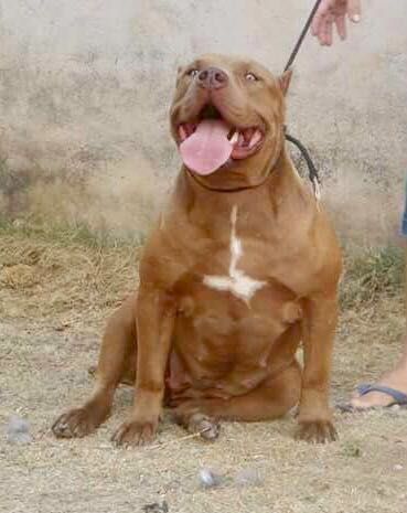 Dog Featured Image