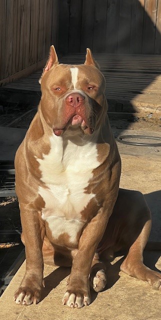 Dog Featured Image