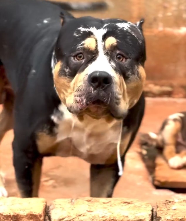 Dog Featured Image