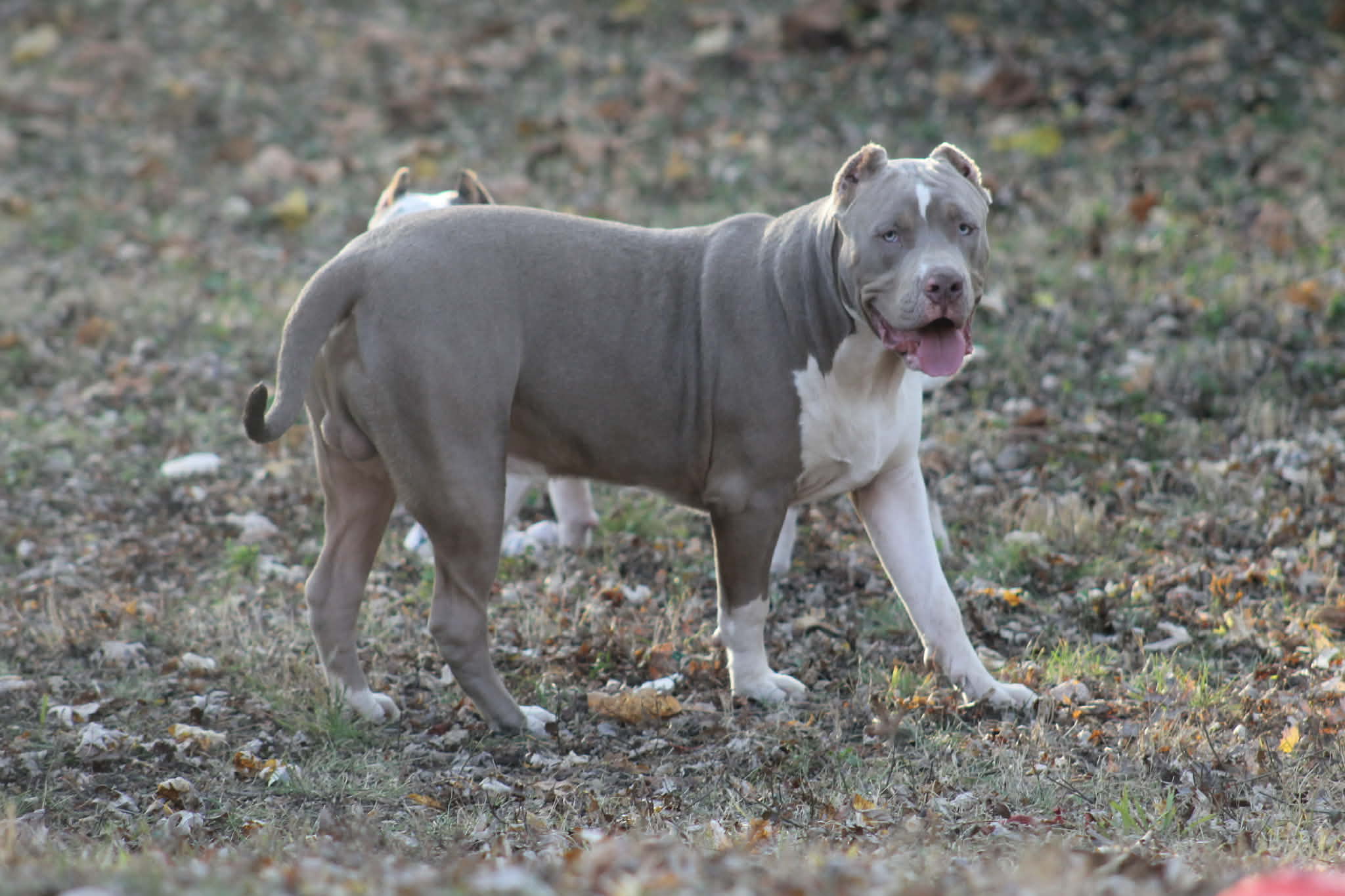 Dog Featured Image