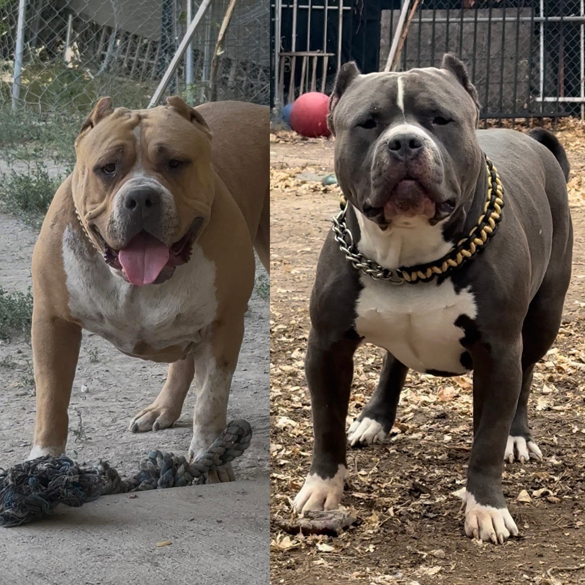 Dog Featured Image