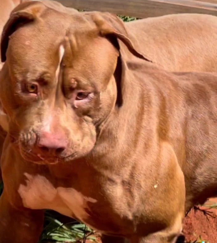 Dog Featured Image