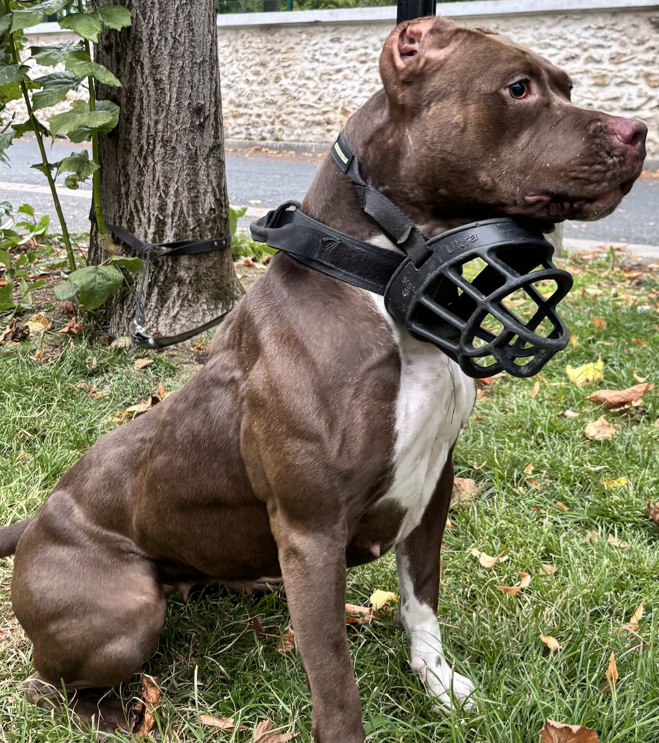 Dog Featured Image