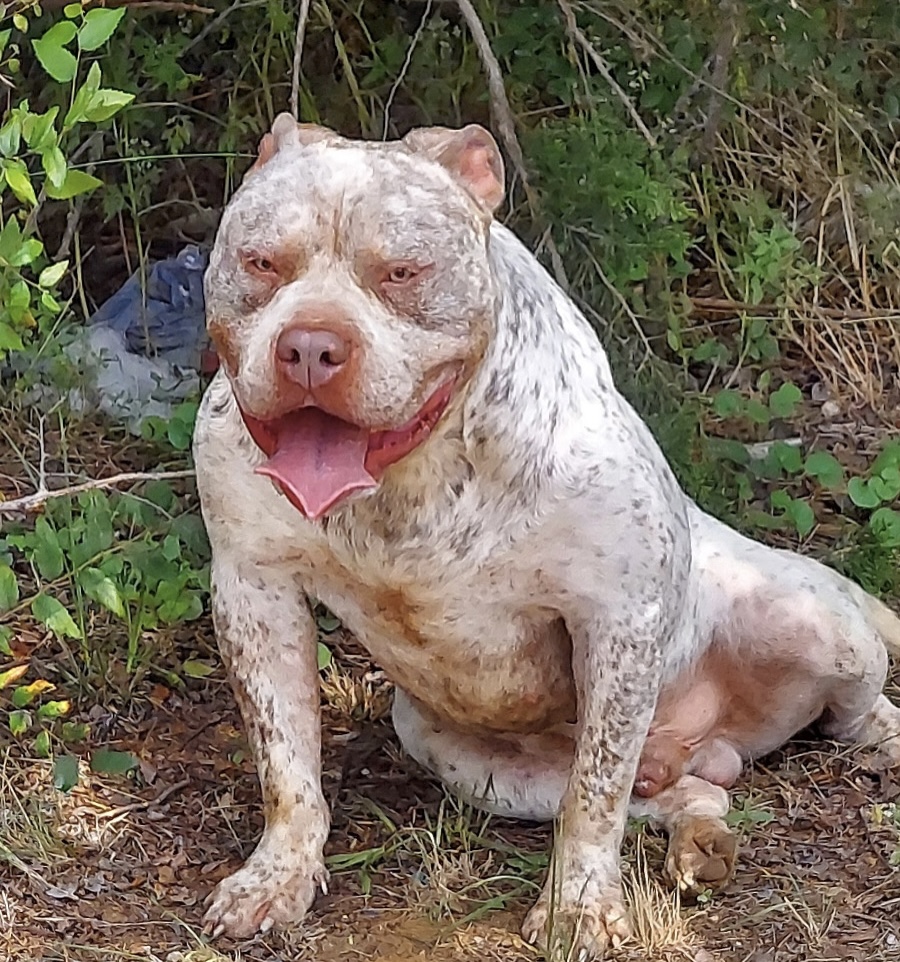 Dog Featured Image