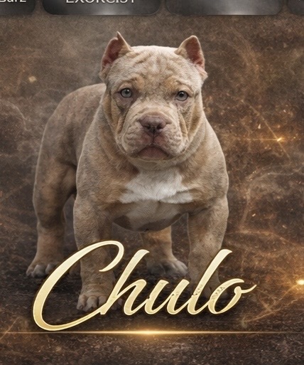 Dog Featured Image