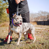 CENTEX BULLIES SMOKE