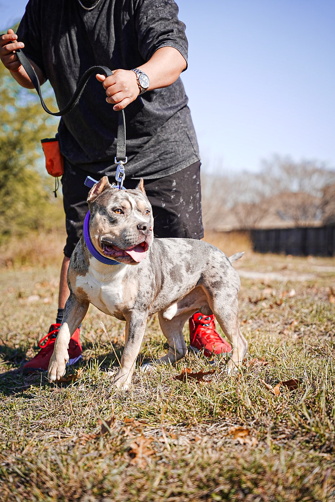 Dog Featured Image