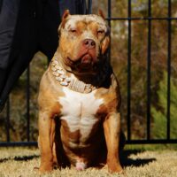 Big Dawg Tyson