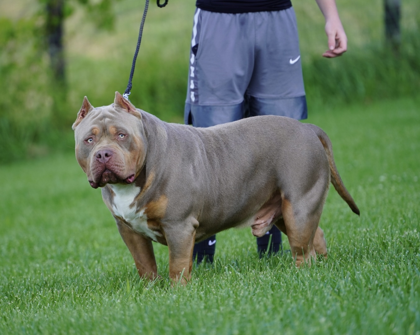 Dog Featured Image