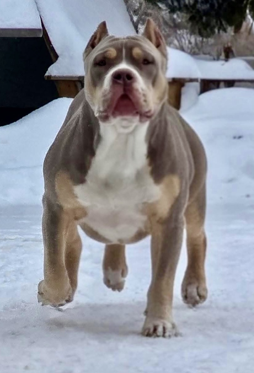 Dog Featured Image