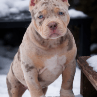 Cash bullies AKELA of North Star Bully’s