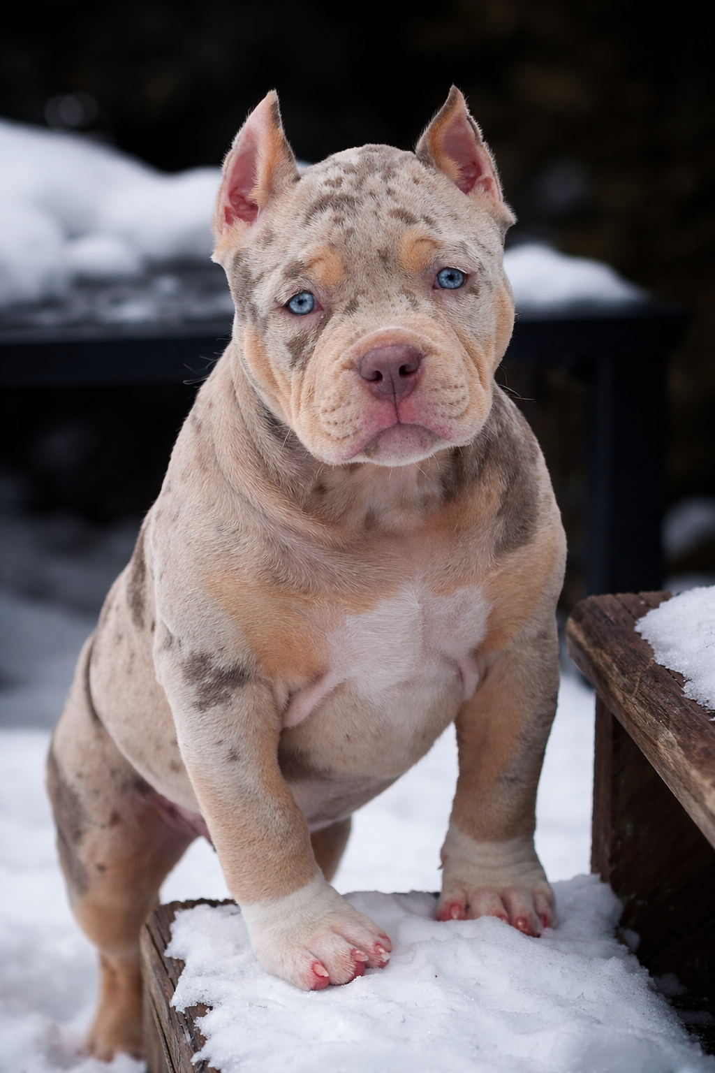Dog Featured Image