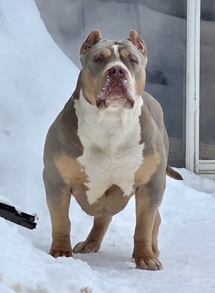 Dog Featured Image