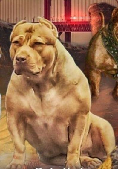 Dog Featured Image