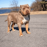 Led Kennel’s Zeke