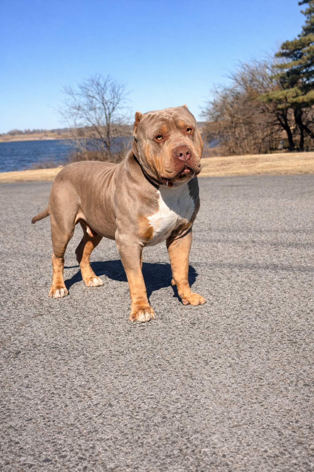 Dog Featured Image