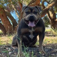 Alpha Kennels Karma