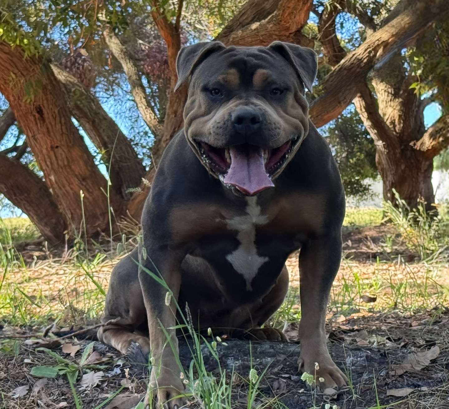 Dog Featured Image