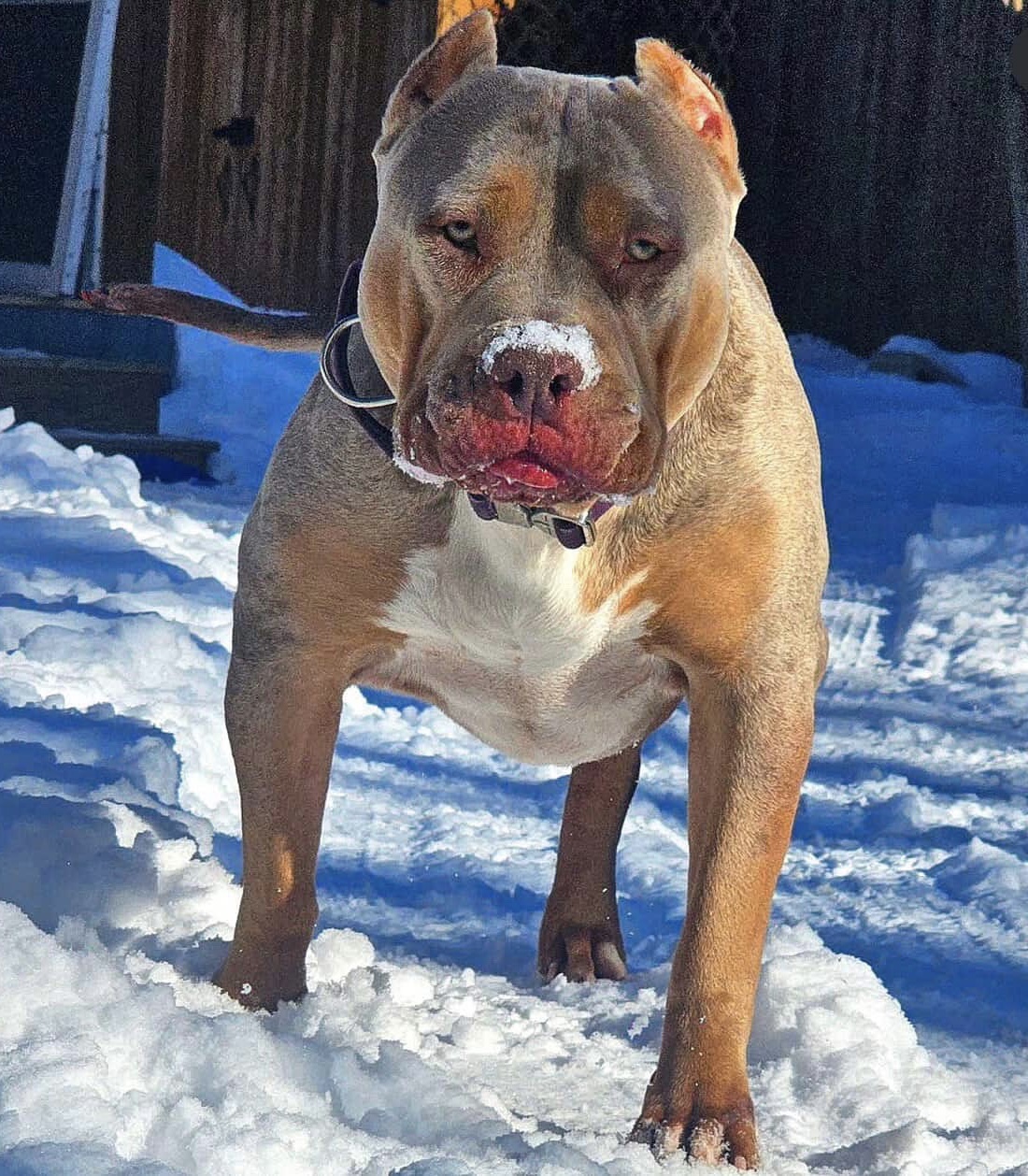 Dog Featured Image