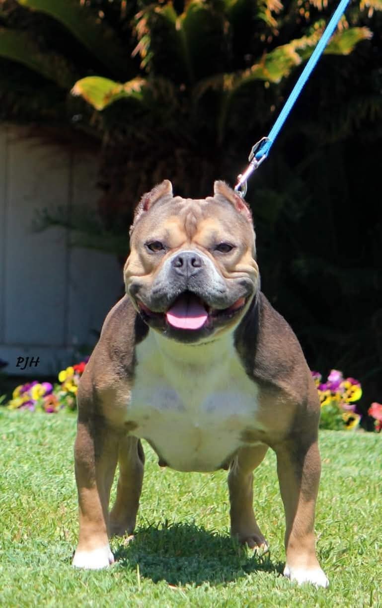 Dog Featured Image