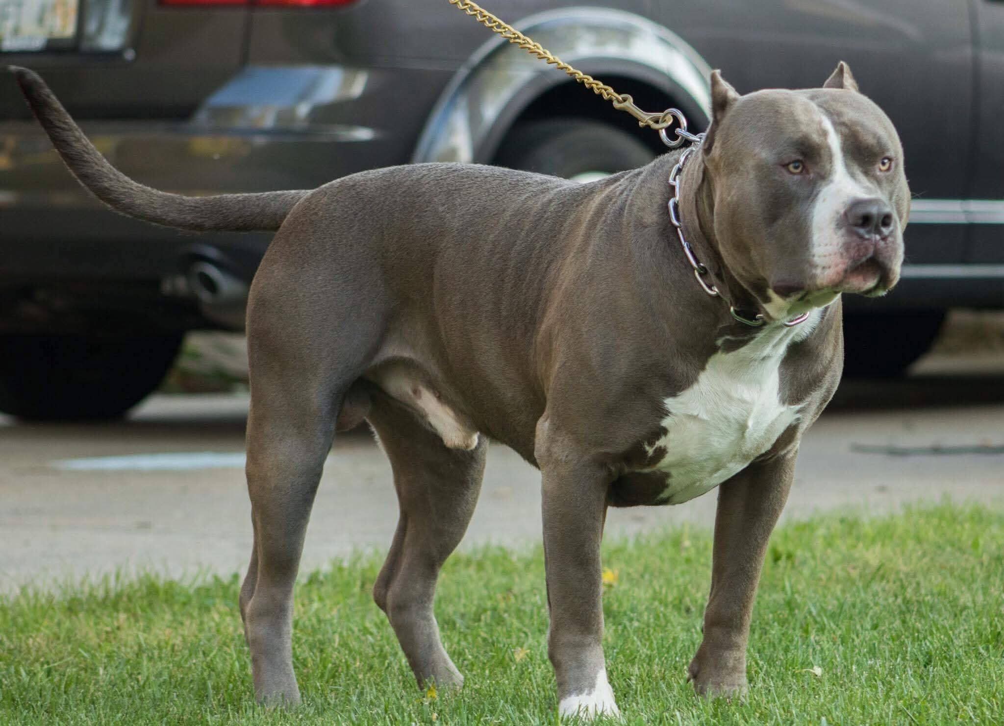 Dog Featured Image