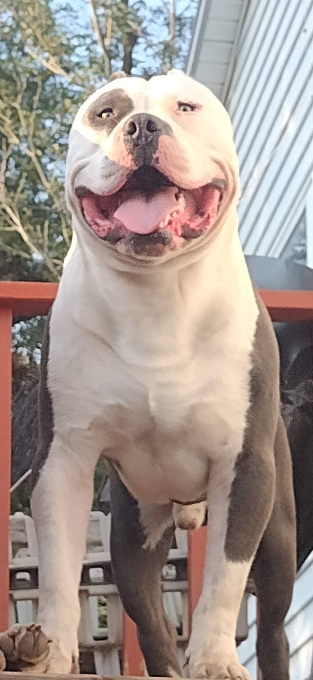 Dog Featured Image