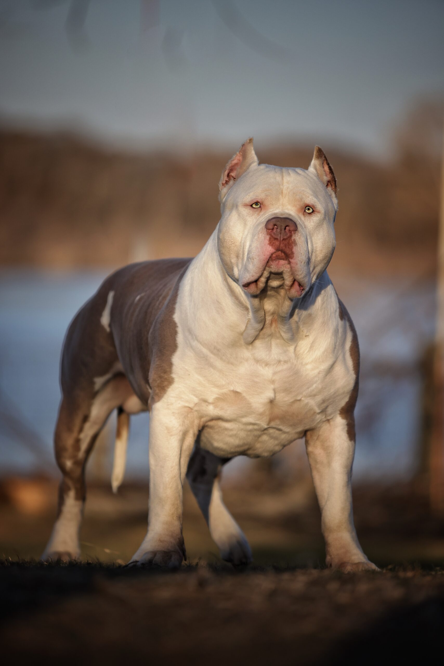 Dog Featured Image
