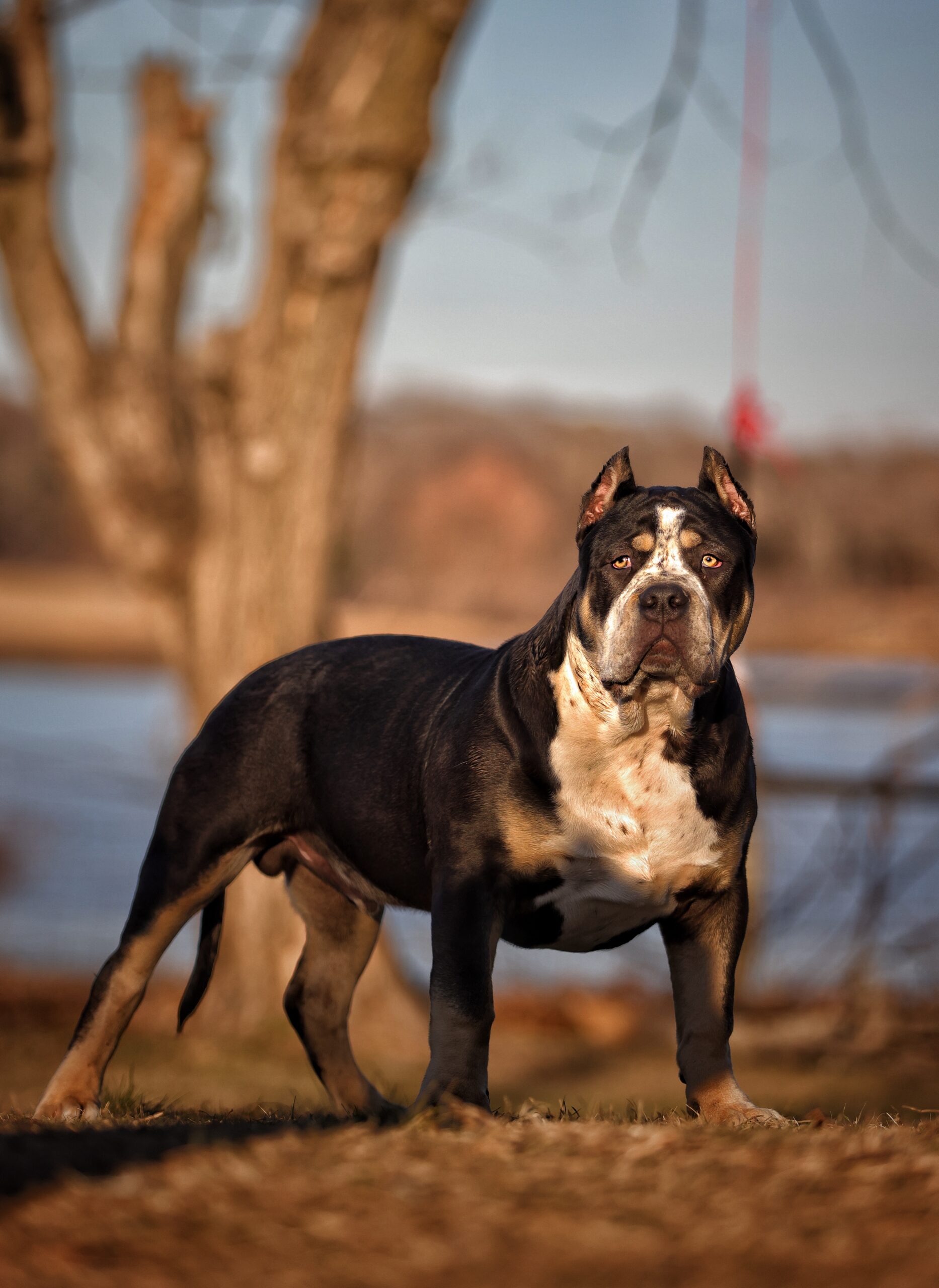 Dog Featured Image