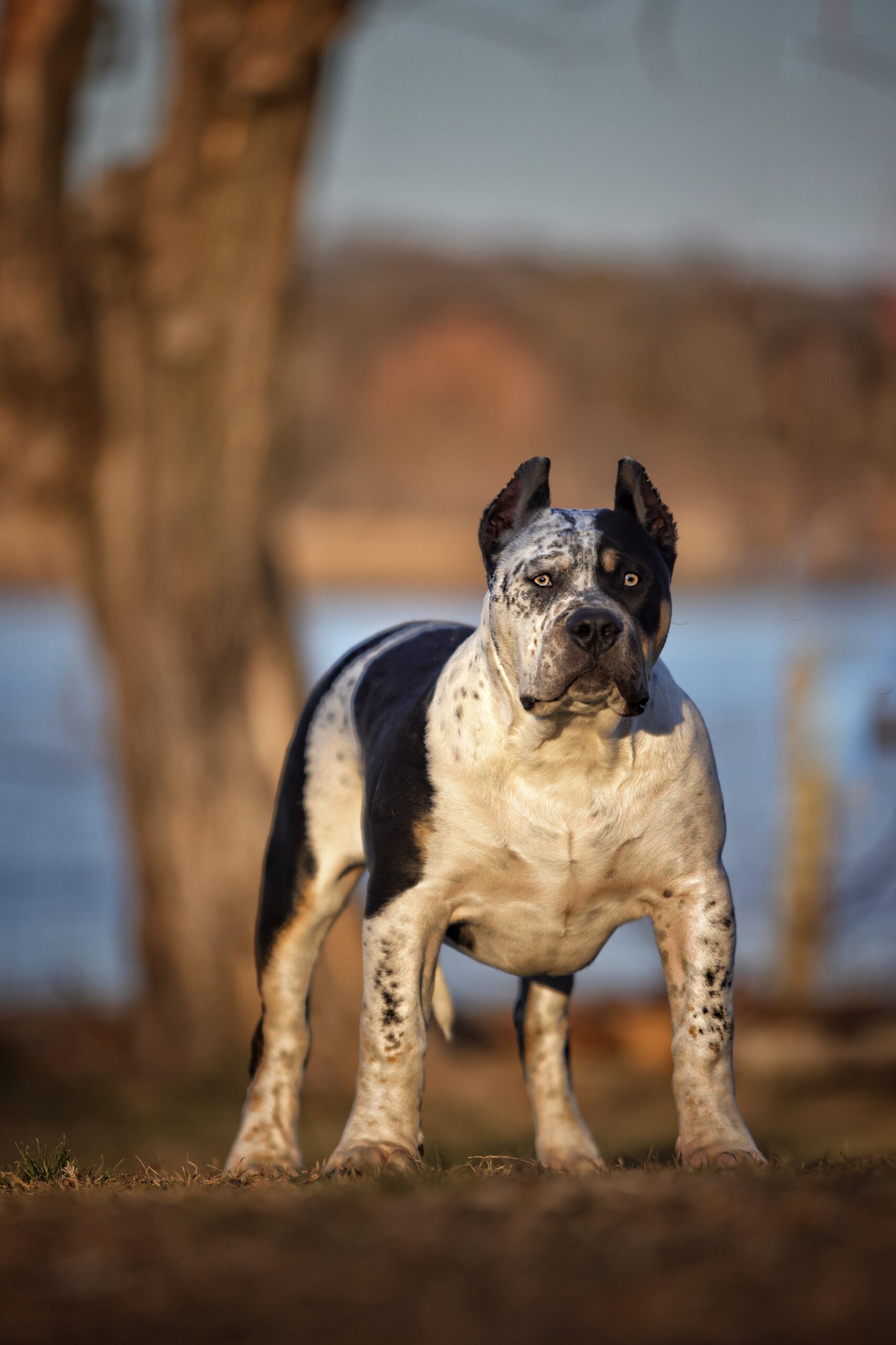 Dog Featured Image