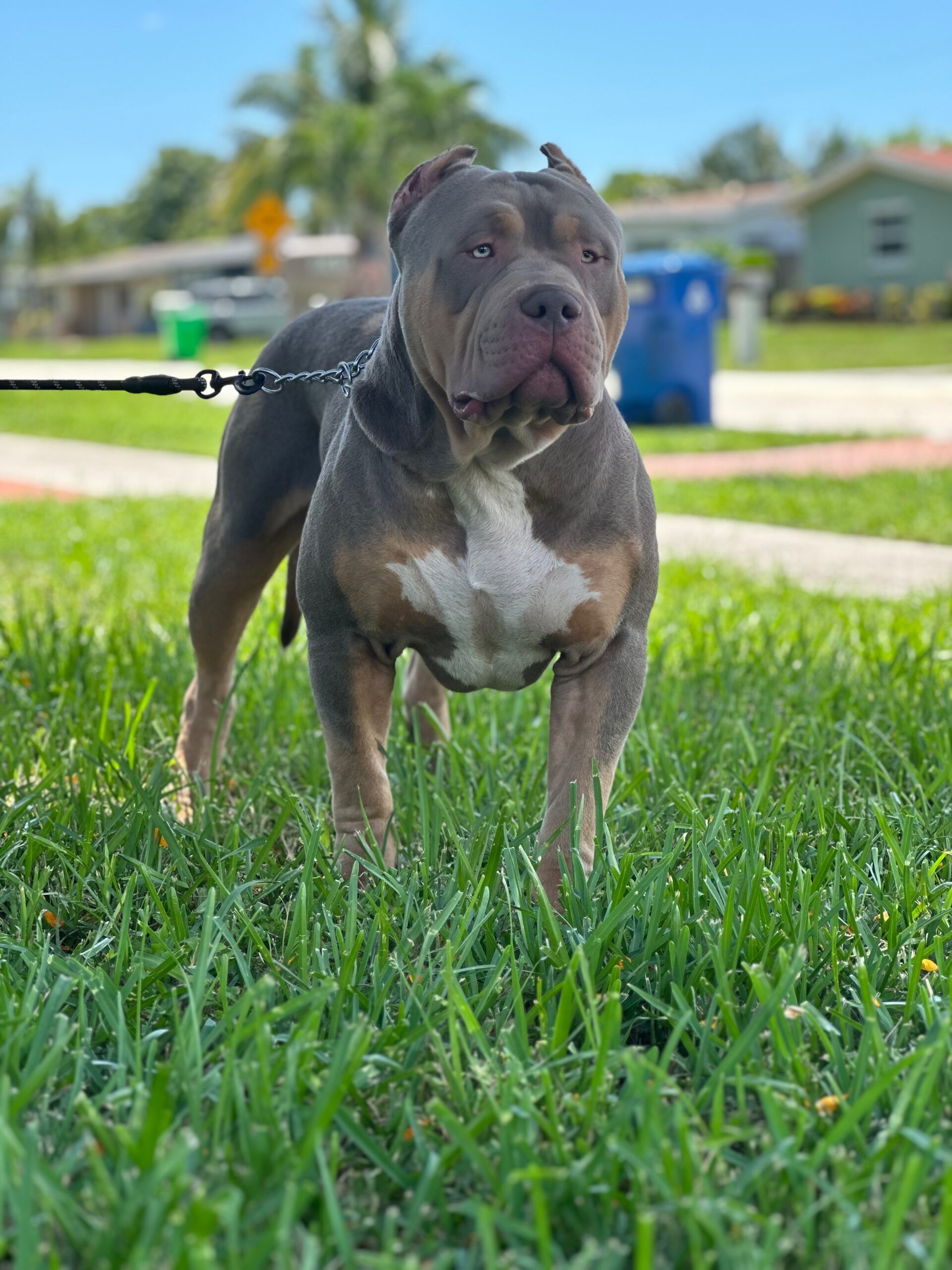 Dog Featured Image