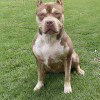 ADB Coco