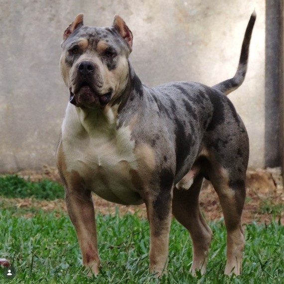 Dog Featured Image