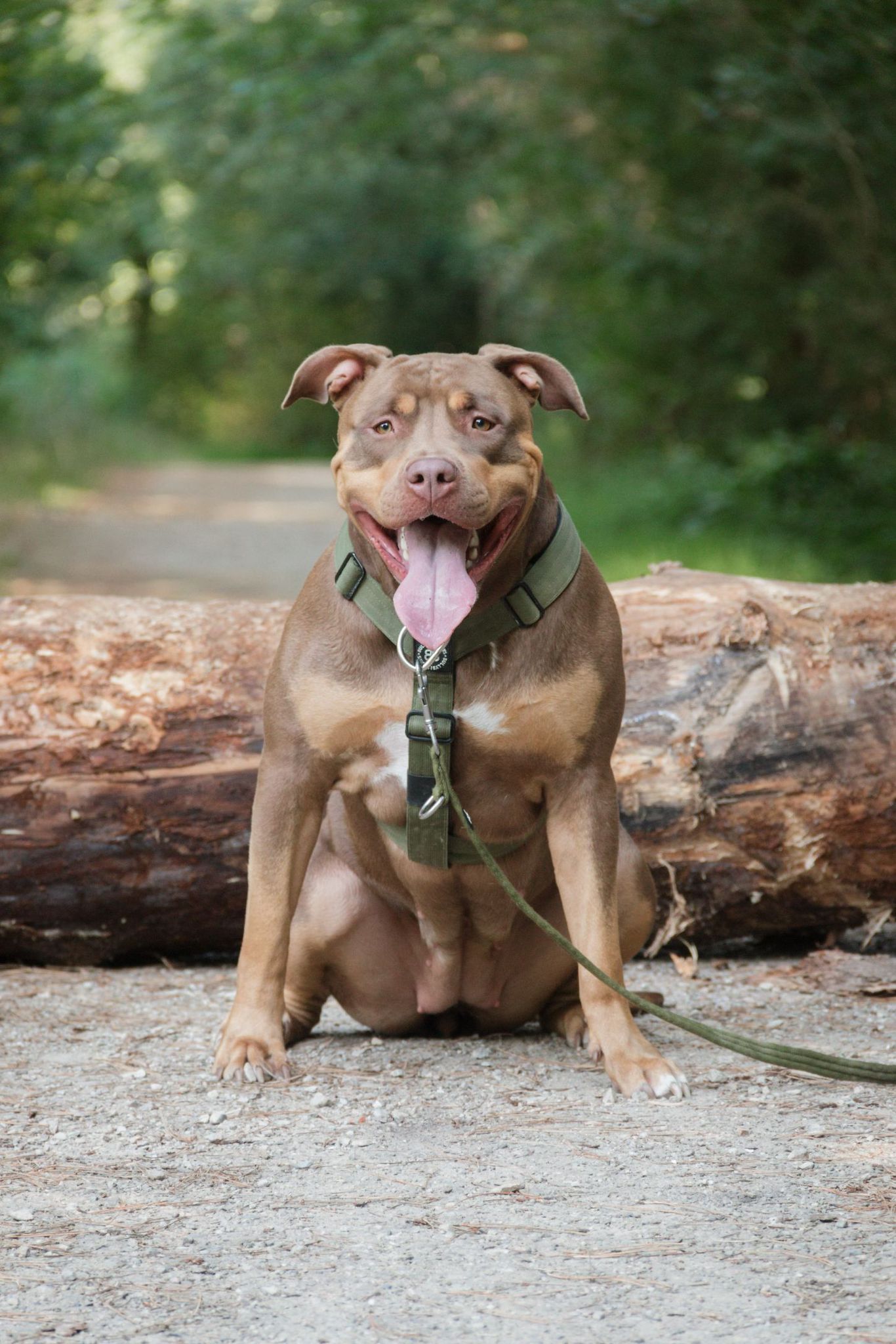 Dog Featured Image