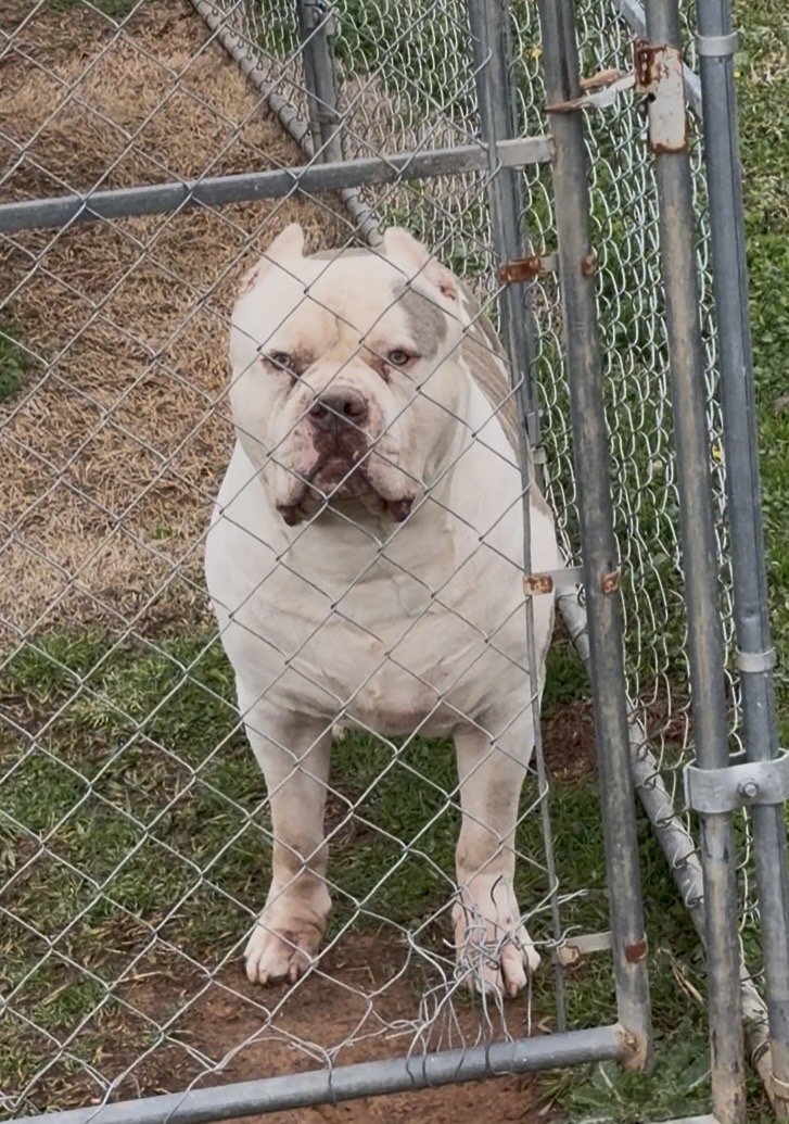 Dog Featured Image