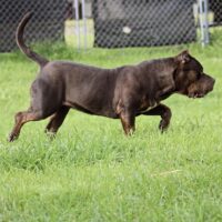 JTF Bullies Super Nova Of Prestige Duval Bullies