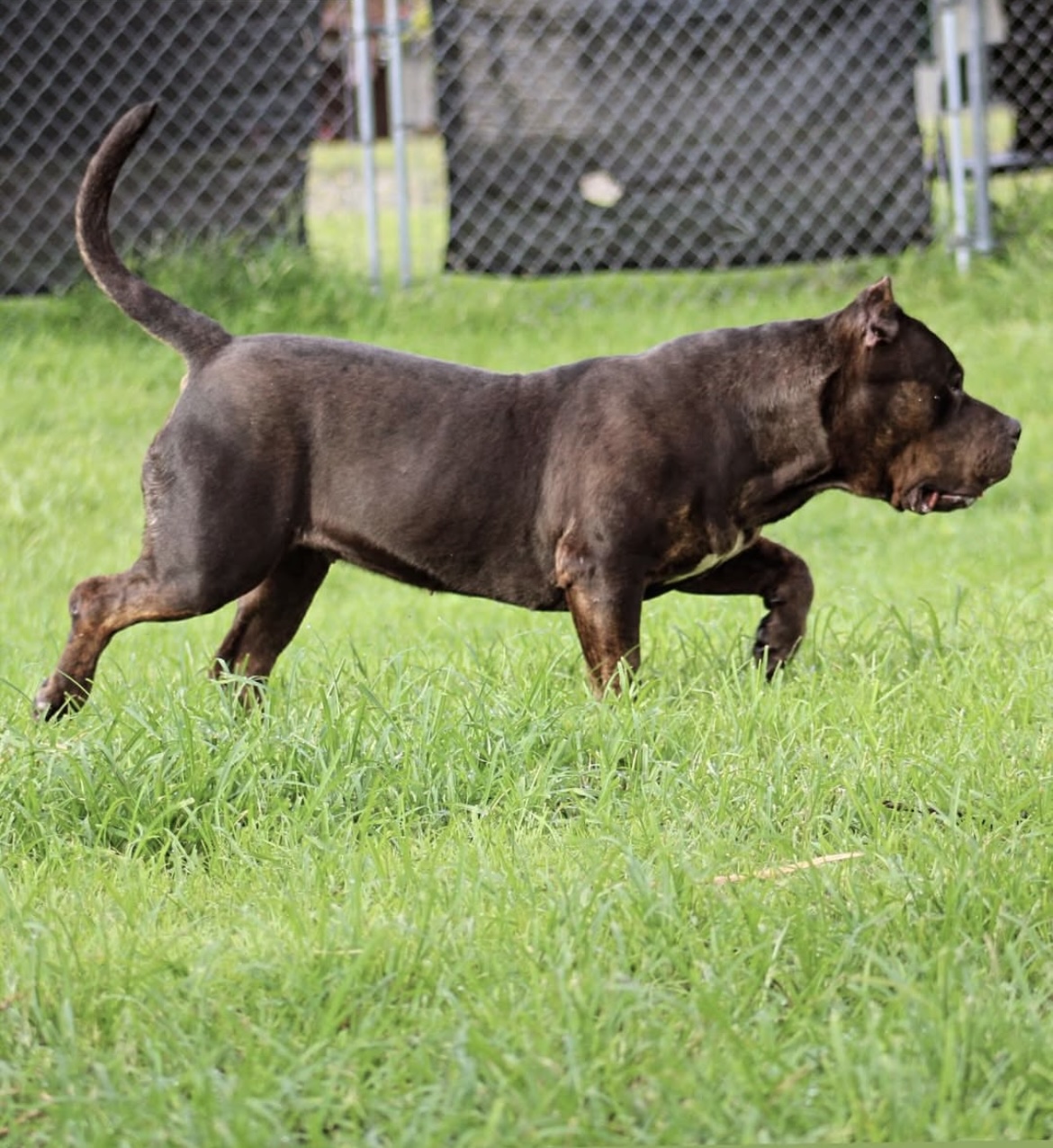 Dog Featured Image